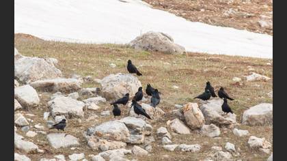 Sarıgagalı Dağ Kargası
