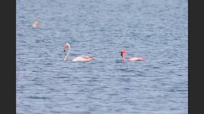 Küçük Flamingo