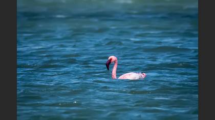 Küçük Flamingo