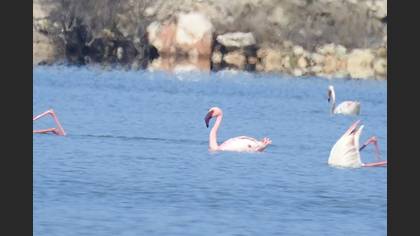 Küçük Flamingo