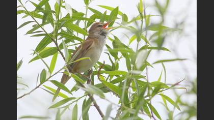 Büyük Kamışçın