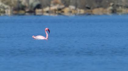 Küçük Flamingo