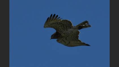 Yılan Kartalı