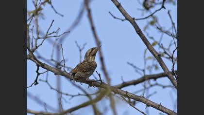 Boyunçeviren