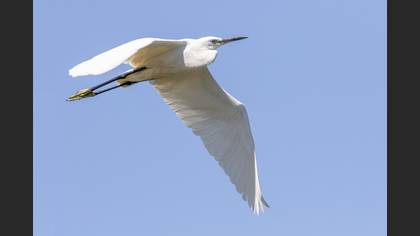 Küçük Ak Balıkçıl