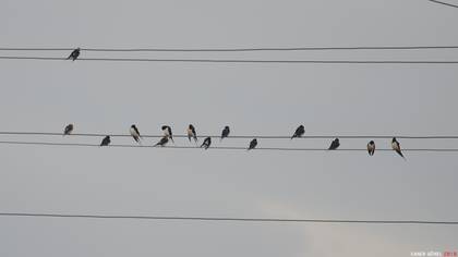 Kır Kırlangıcı