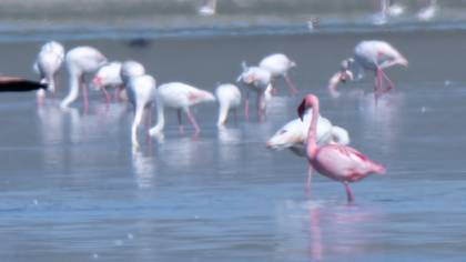 Küçük Flamingo