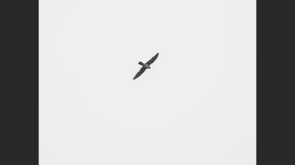 Ala Doğan