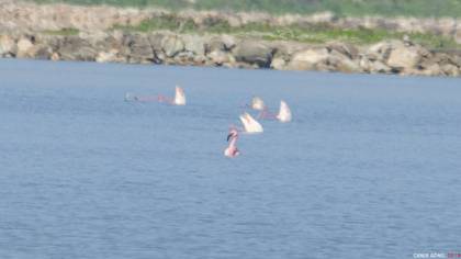 Küçük Flamingo