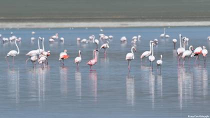 Küçük Flamingo