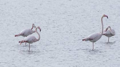 Flamingo