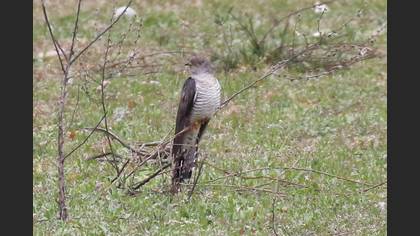 Guguk