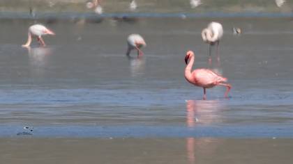 Küçük Flamingo