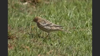 Kızılgerdanlı İncirkuşu