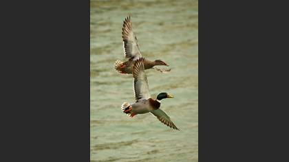 Yeşilbaş