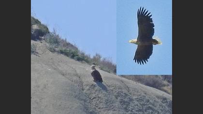 Akkuyruklu Kartal
