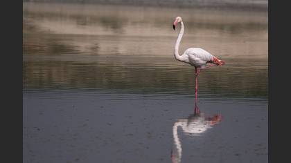 Flamingo