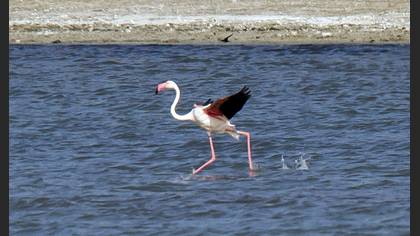 Flamingo