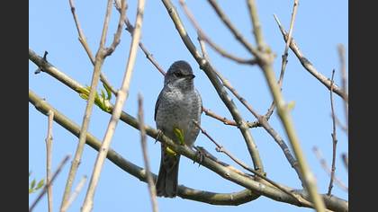 Çizgili Ötleğen