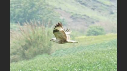 Kızıl Şahin