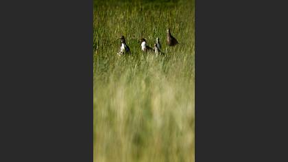 Dövüşkenkuş