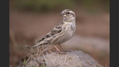 Kaya Serçesi
