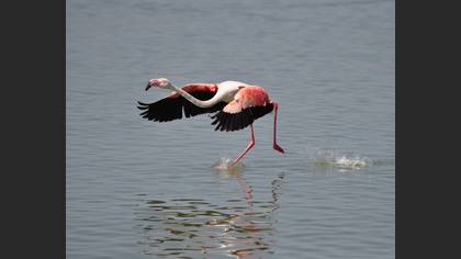 Flamingo