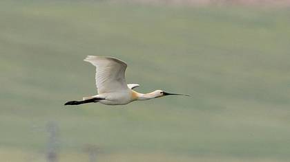 Kaşıkçı