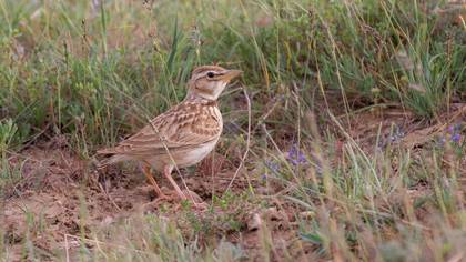 Küçük Boğmaklı Toygar