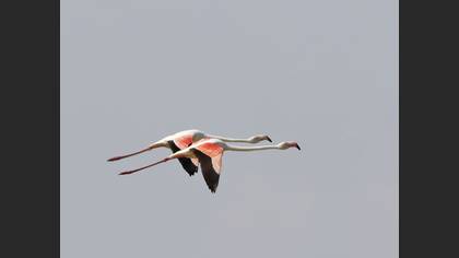 Flamingo