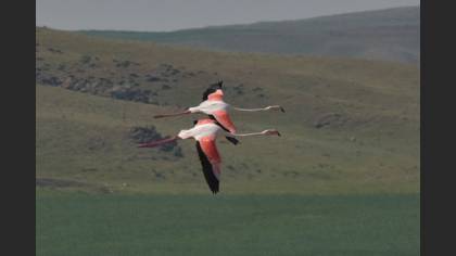 Flamingo