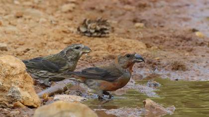 Çaprazgaga