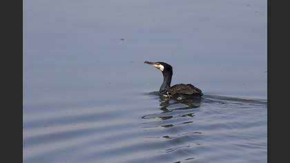 Karabatak