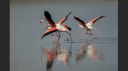 Flamingo