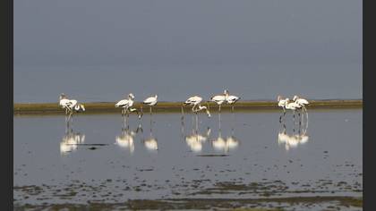 Flamingo