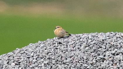 Boz Kuyrukkakan