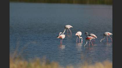 Flamingo