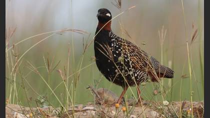 Turaç
