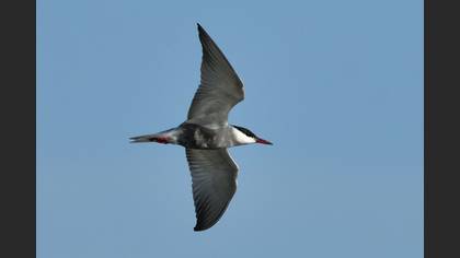 Bıyıklı Sumru