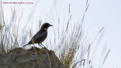 Boğmaklı Ardıç