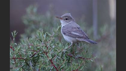 Zeytin Mukallidi
