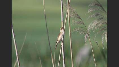 Tanımsız