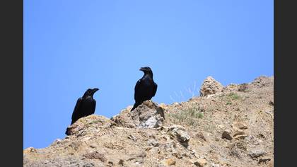 Kuzgun