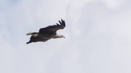 Akkuyruklu Kartal