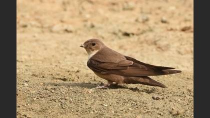 Kaya Kırlangıcı