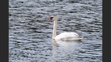 Kuğu