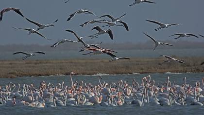 Flamingo
