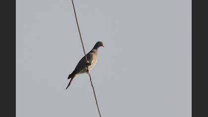 Tahtalı