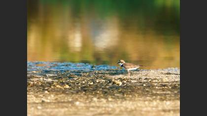 Halkalı Küçük Cılıbıt