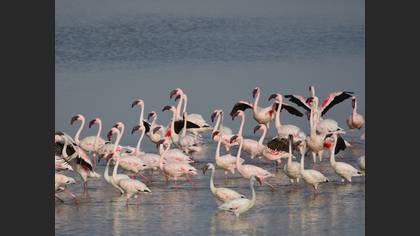 Küçük Flamingo